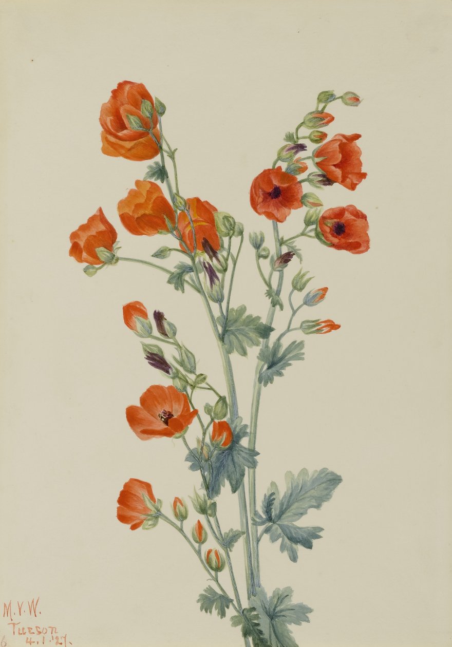  by Mary Vaux Walcott