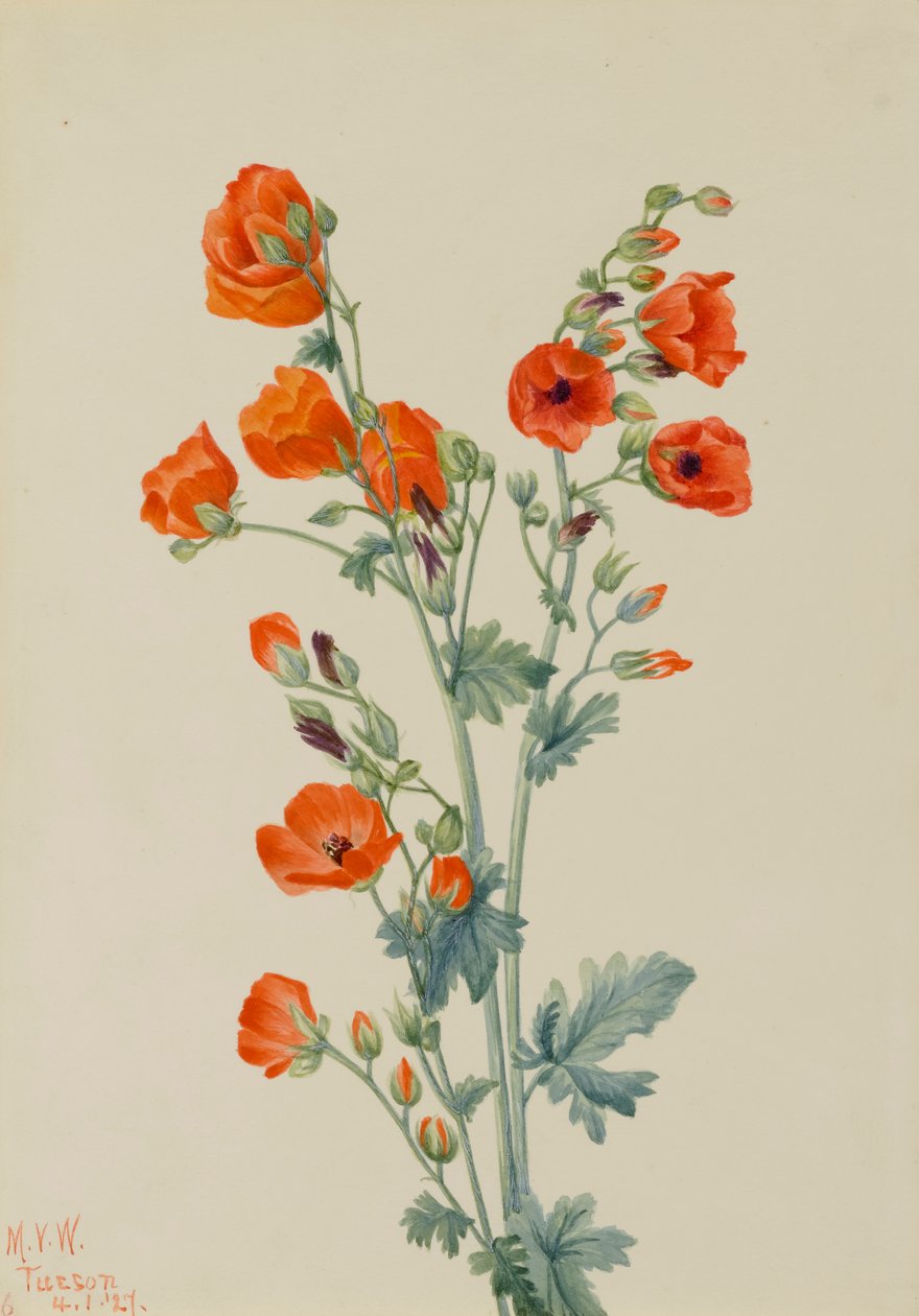 Scarlet Globe Ebegümeci Sphaeralcea grossulariaefolia, 1927 by Mary Vaux Walcott