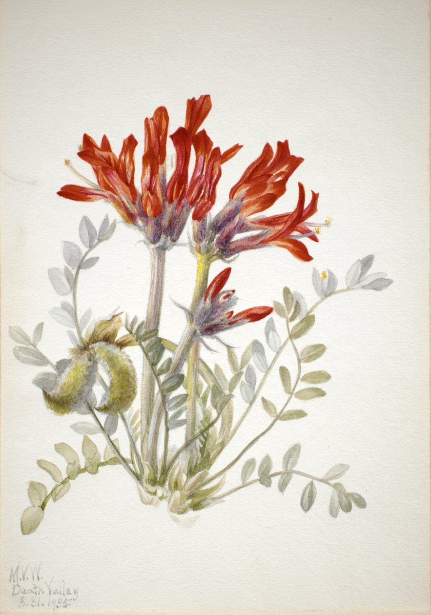 Scarlet Scarlet Astragalus coccineus, 1935 by Mary Vaux Walcott