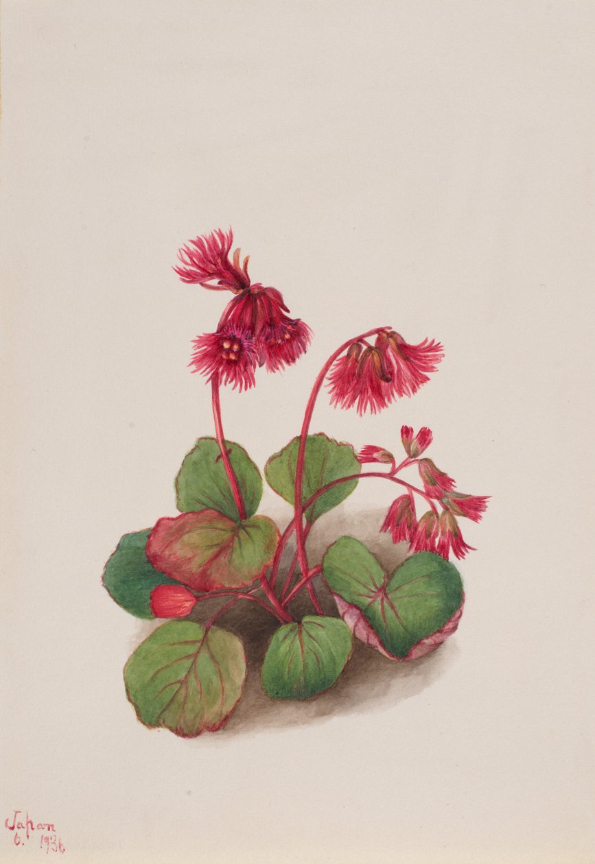 Şizokodon soldanelloides, 1936. by Mary Vaux Walcott