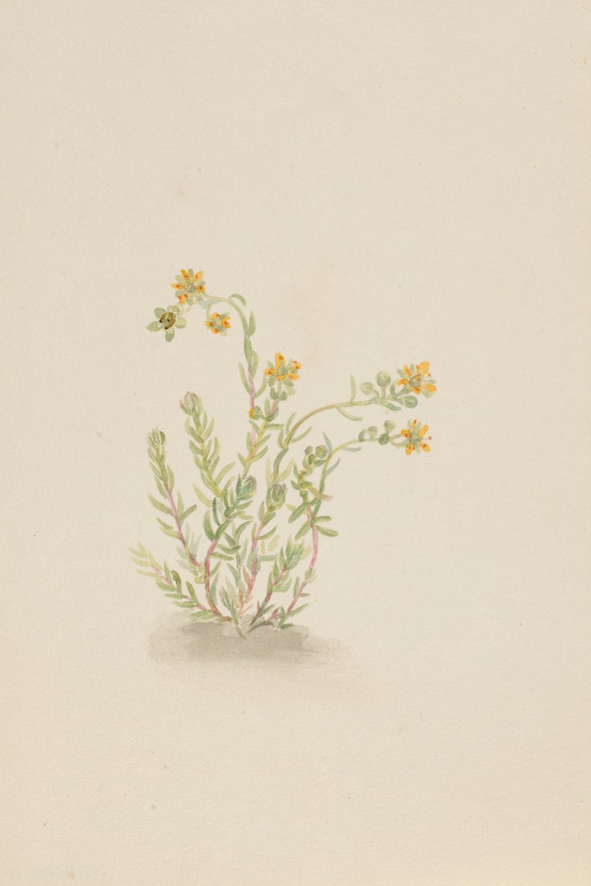 Sedum stenopetalum, yaklaşık 1917-1918. by Mary Vaux Walcott