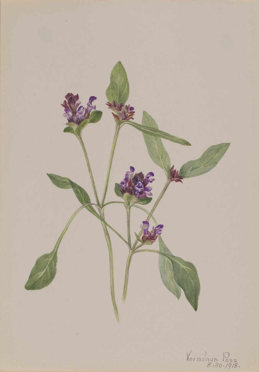  by Mary Vaux Walcott