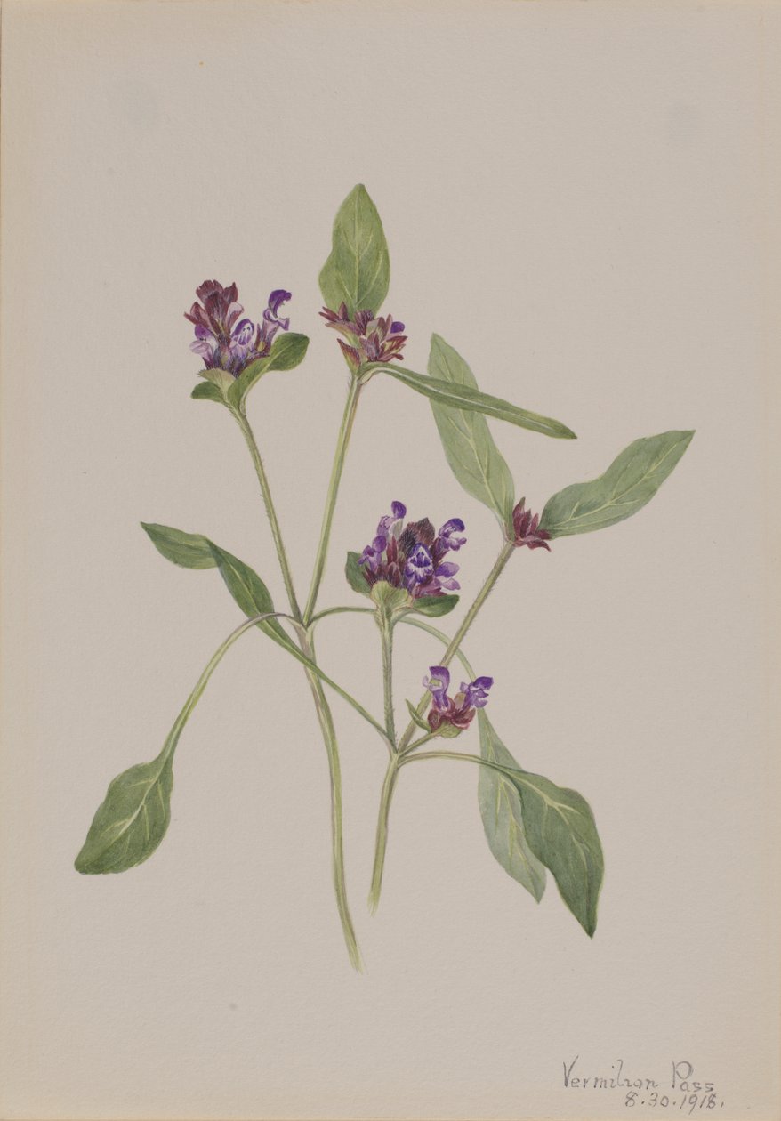 Kendi Kendini İyileştiren Prunella vulgaris, 1918. by Mary Vaux Walcott