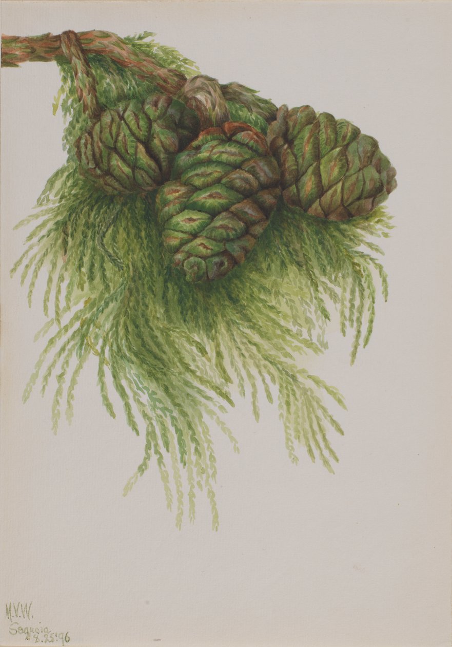 Sekoya Sekoya dev çayı, 1896. by Mary Vaux Walcott