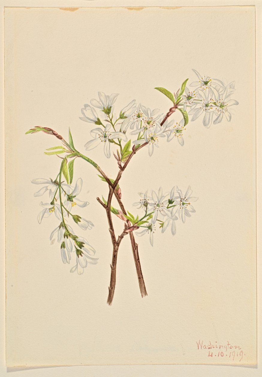  by Mary Vaux Walcott