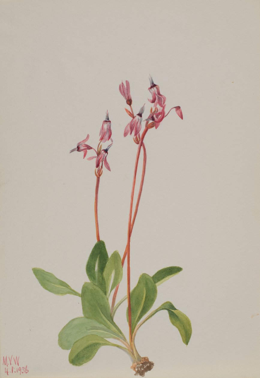  by Mary Vaux Walcott