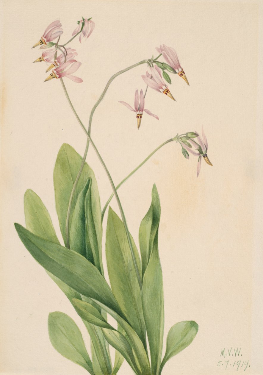 Kayan Yıldız Dodecateon medyası, 1919. by Mary Vaux Walcott