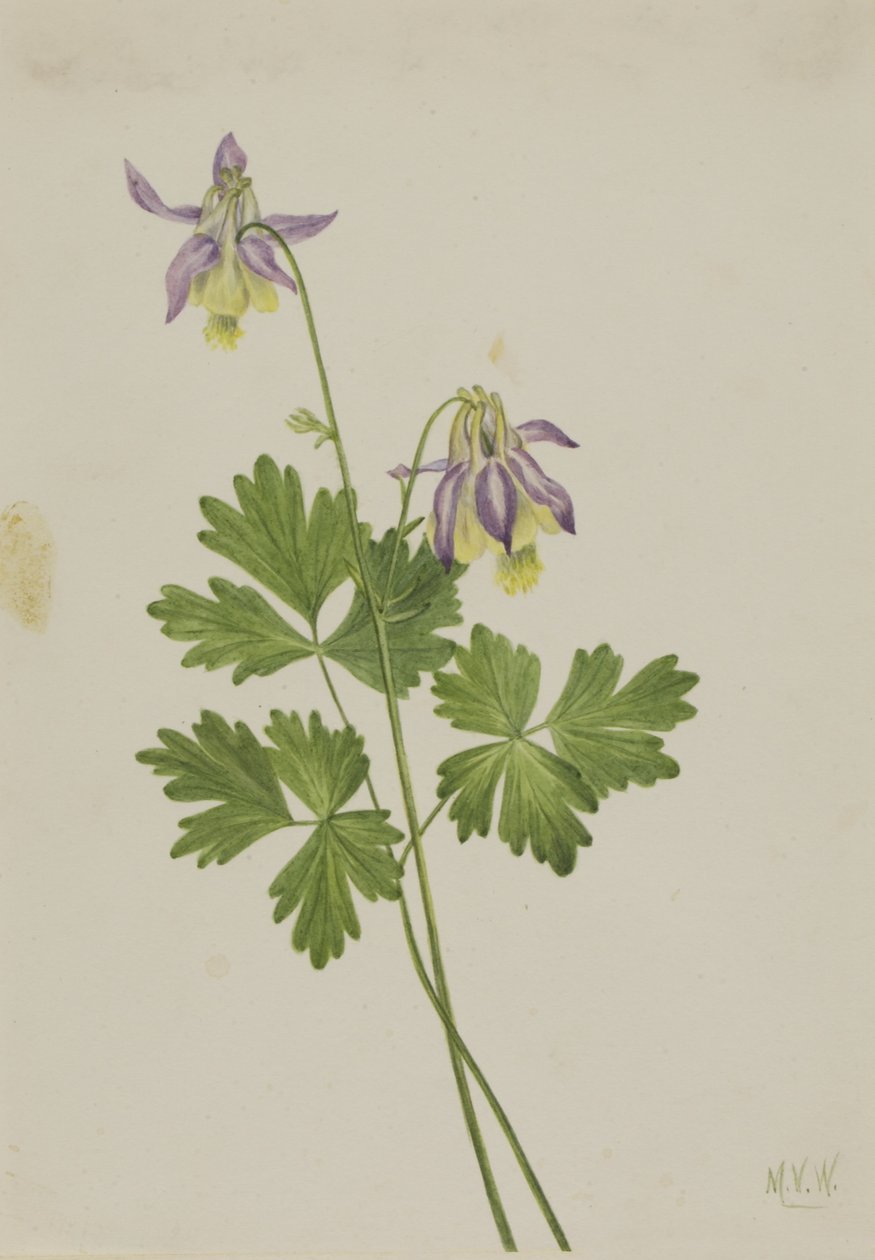  by Mary Vaux Walcott
