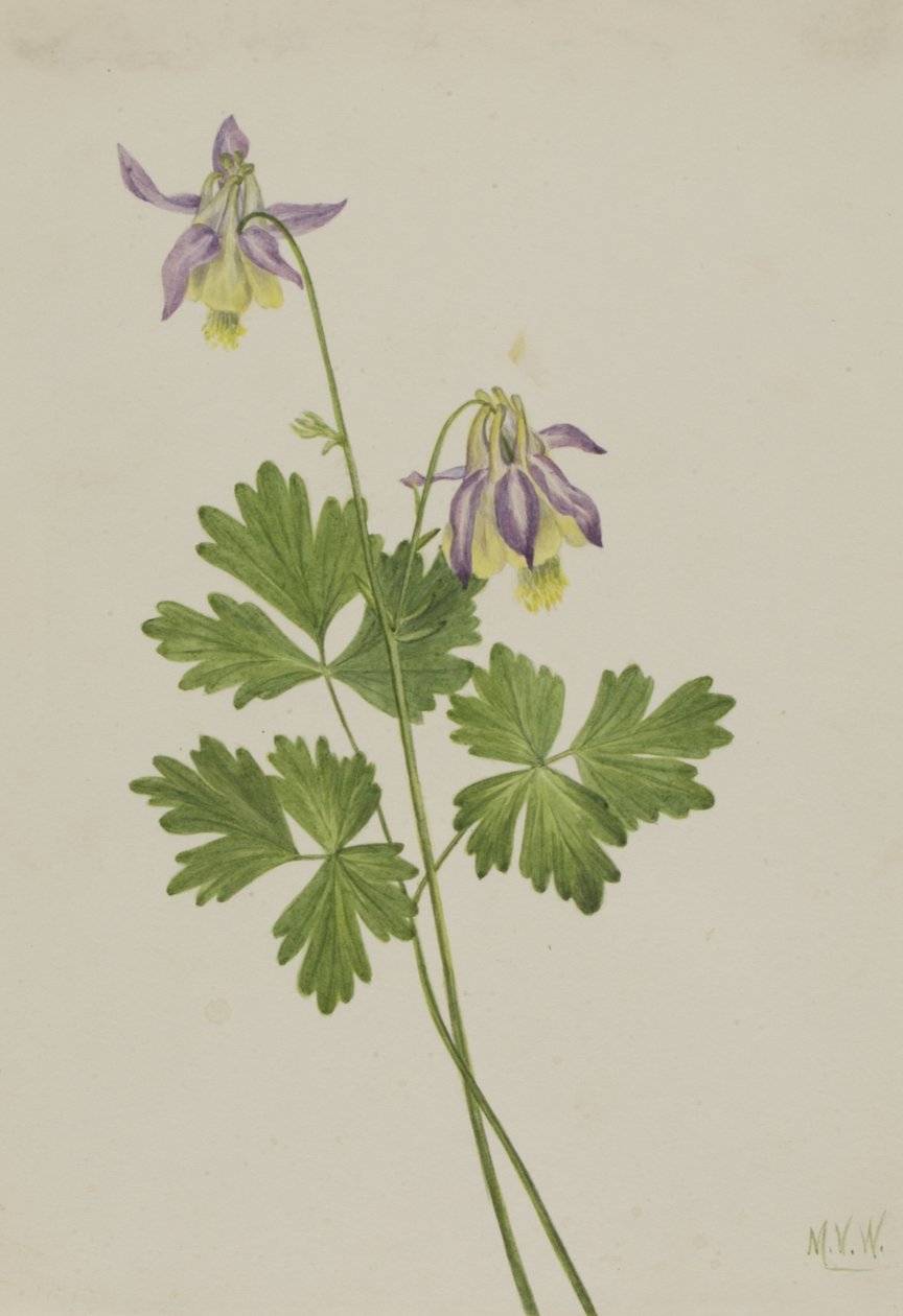 Shortspur Columbine Aquilegia brevistyla, 1907. by Mary Vaux Walcott