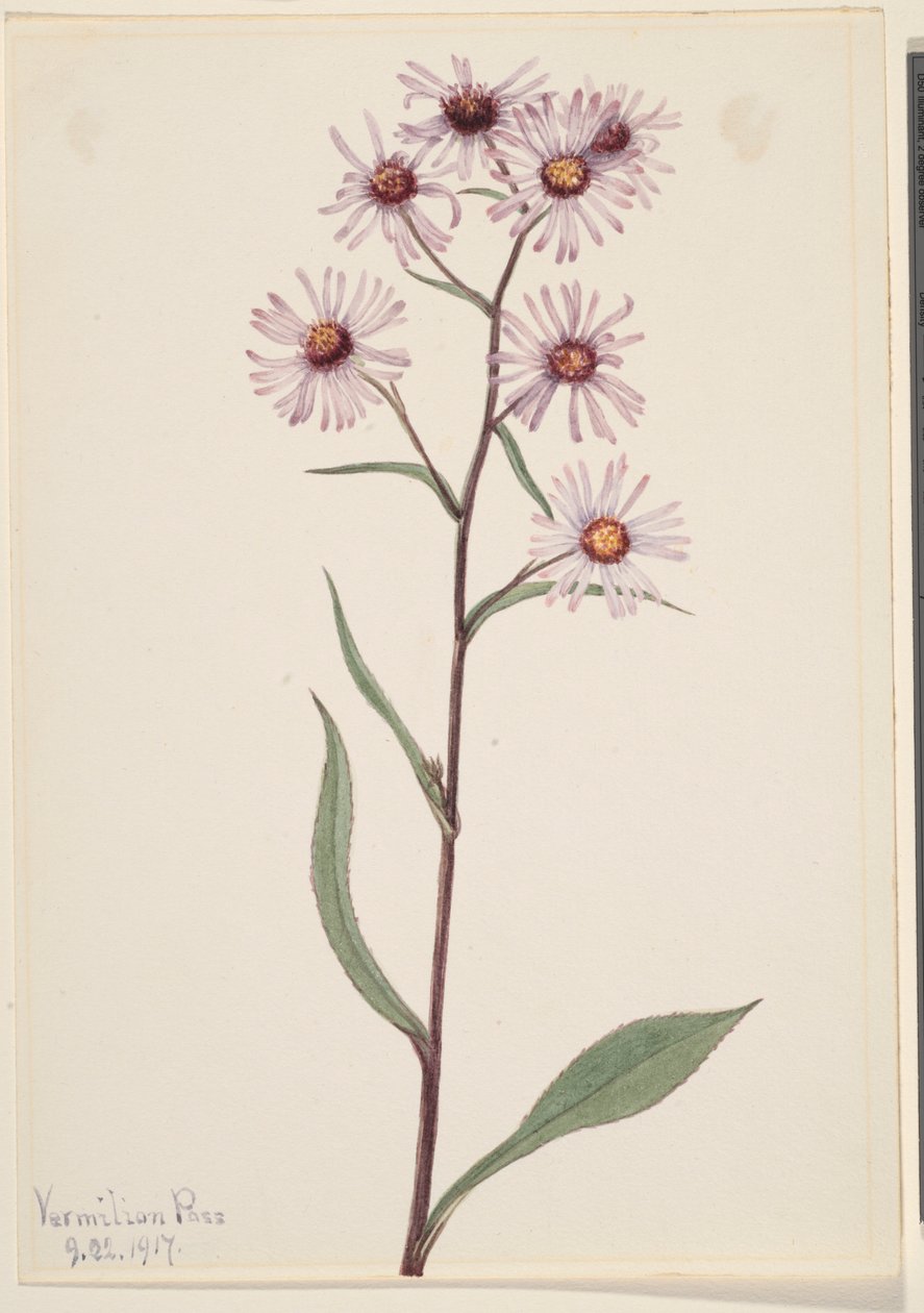  by Mary Vaux Walcott