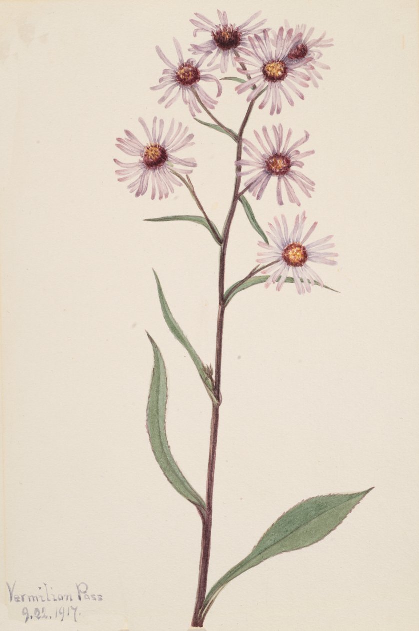 Gösterişli Aster dikkat çekici Aster, 1917 by Mary Vaux Walcott
