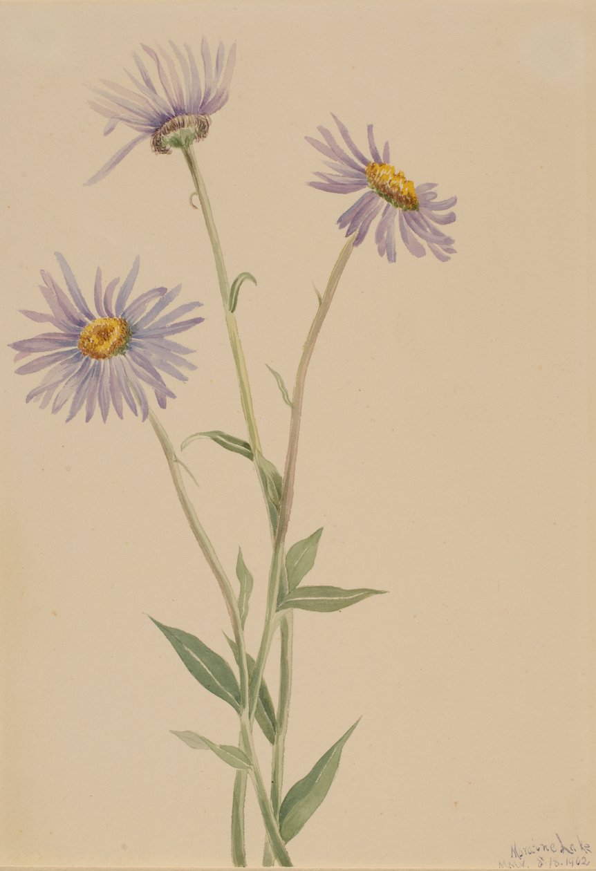  by Mary Vaux Walcott