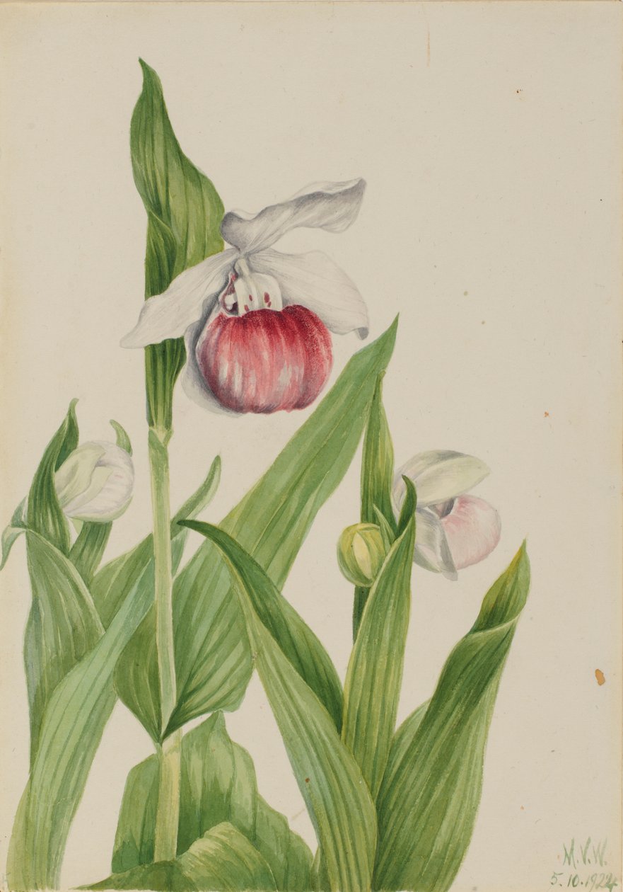  by Mary Vaux Walcott