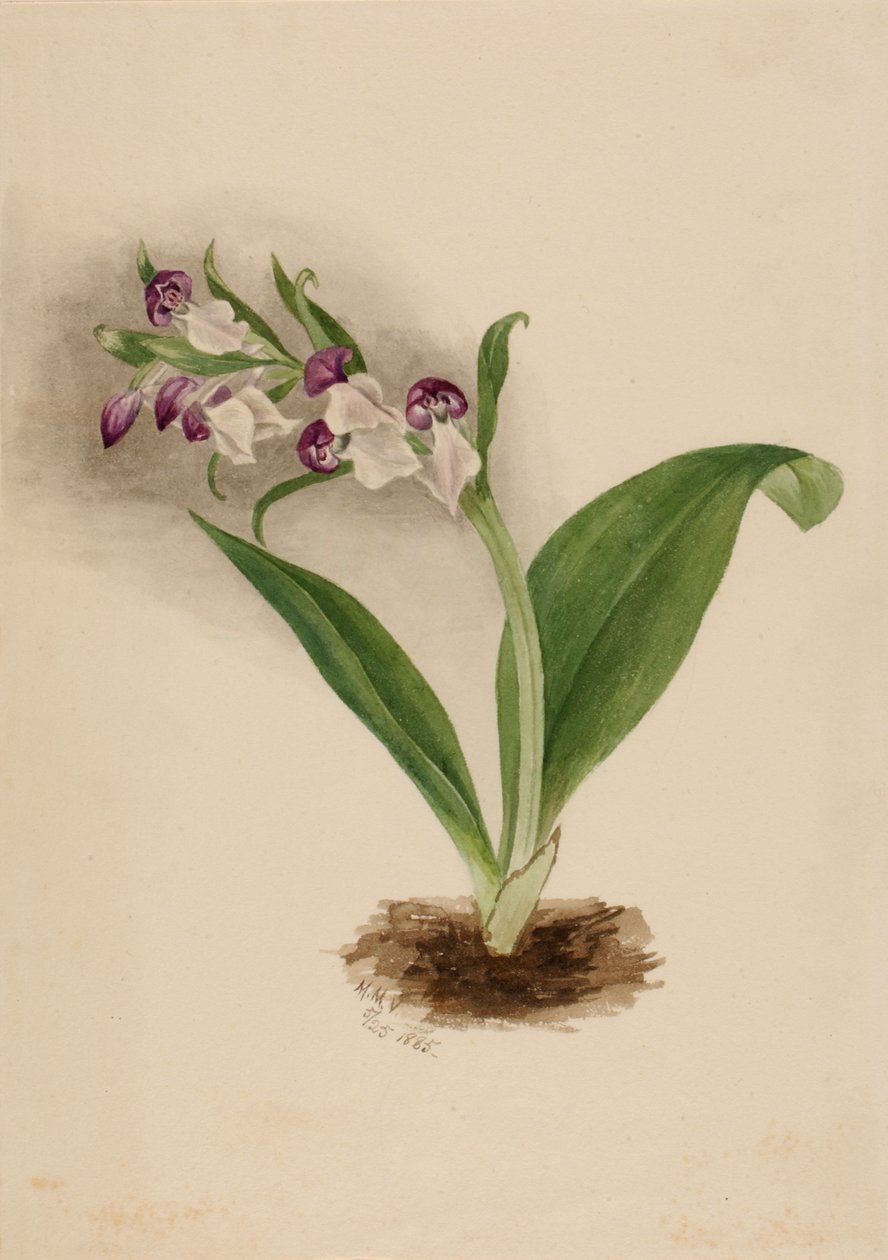 Gösterişli Orkide Orkide by Mary Vaux Walcott