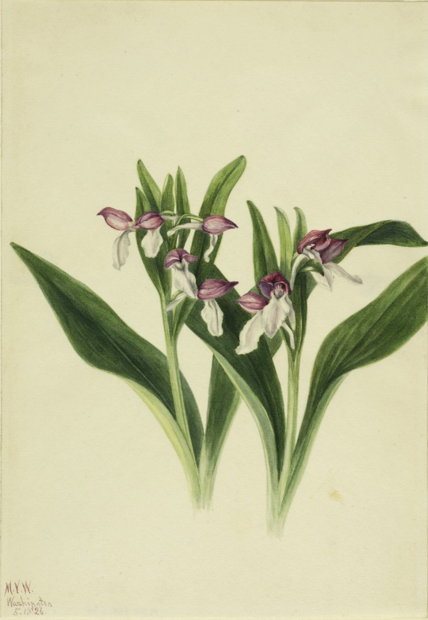  by Mary Vaux Walcott