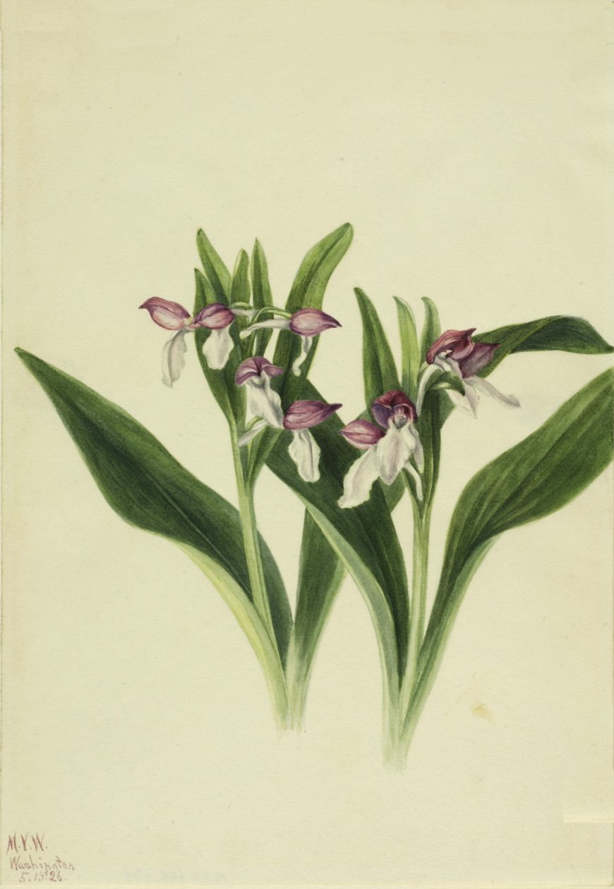Gösterişli Orchis Orchis spectabilis, 1926 by Mary Vaux Walcott