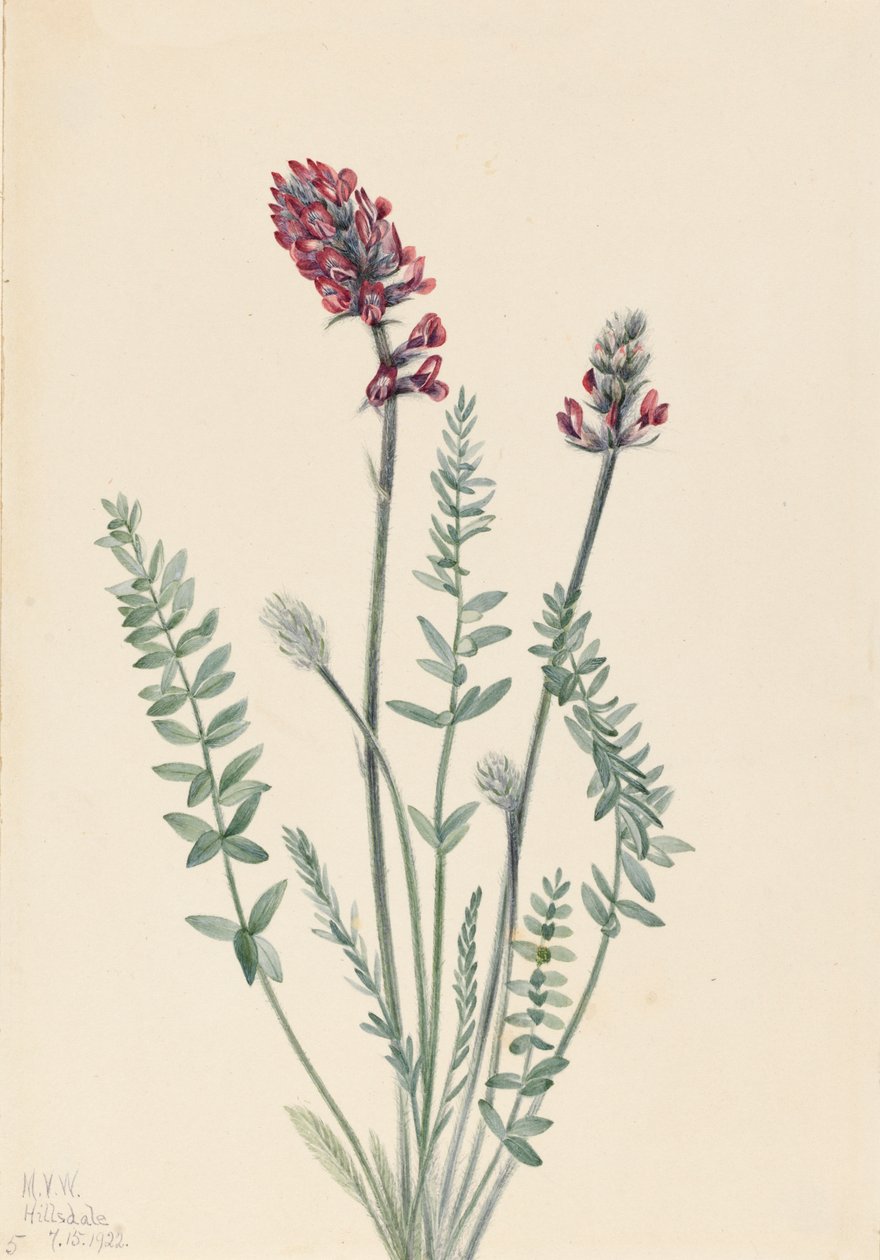 Gösterişli Oksitrop Oxytropis splendens, 1922 by Mary Vaux Walcott