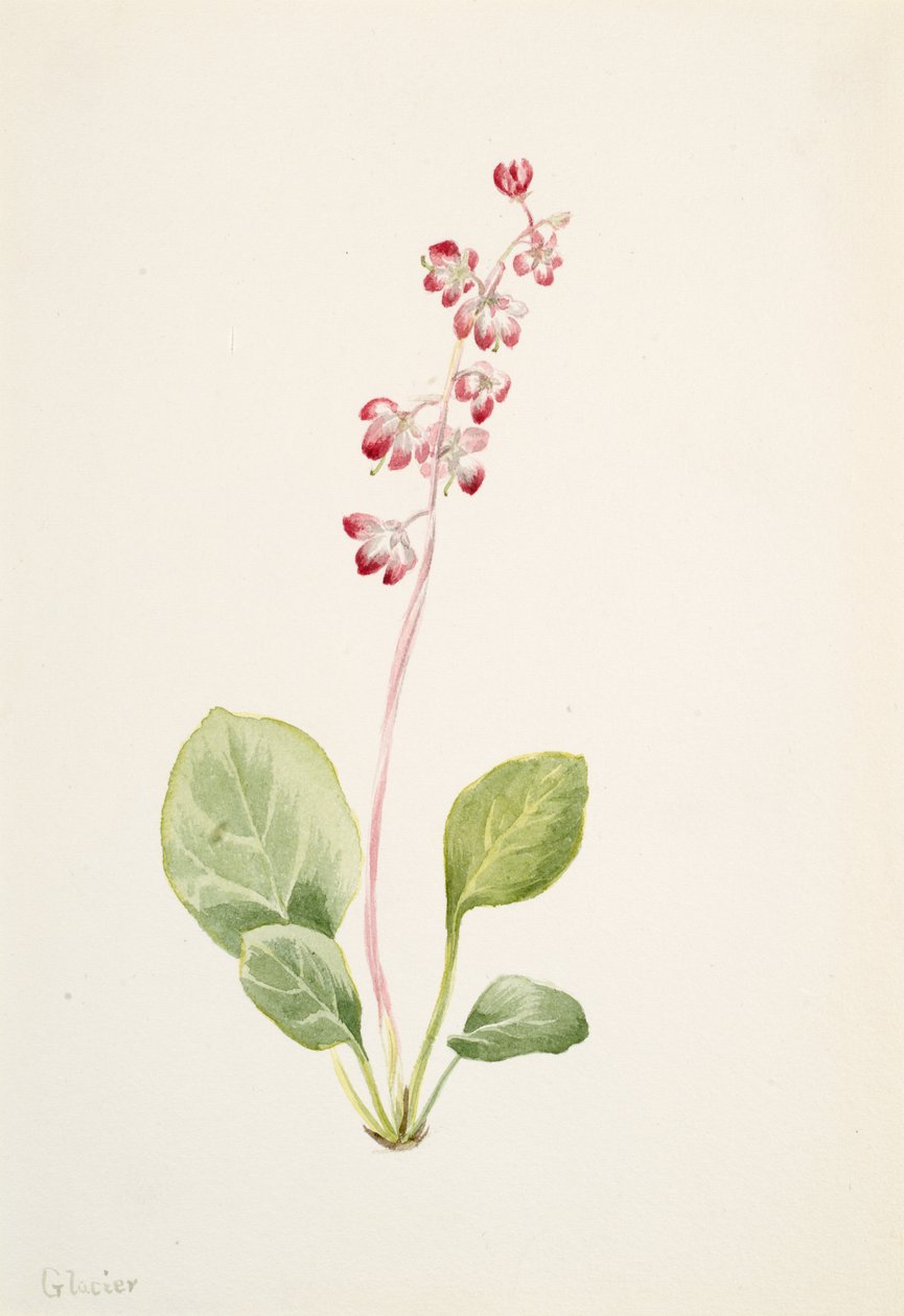 Gösterişli Pyrolla Pyrola asarifolia, yaklaşık. 1903. by Mary Vaux Walcott