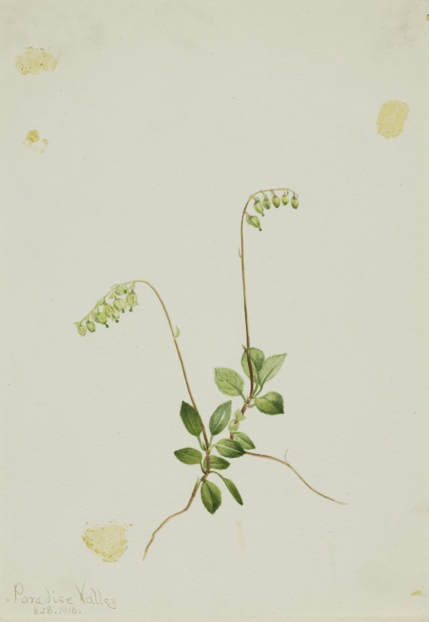  by Mary Vaux Walcott
