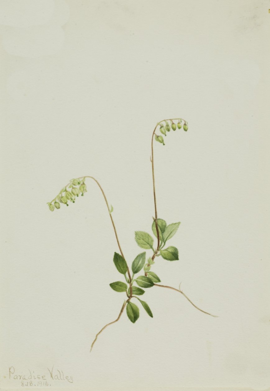 Sidebells Pyrola Pyrola secunda, 1916. by Mary Vaux Walcott