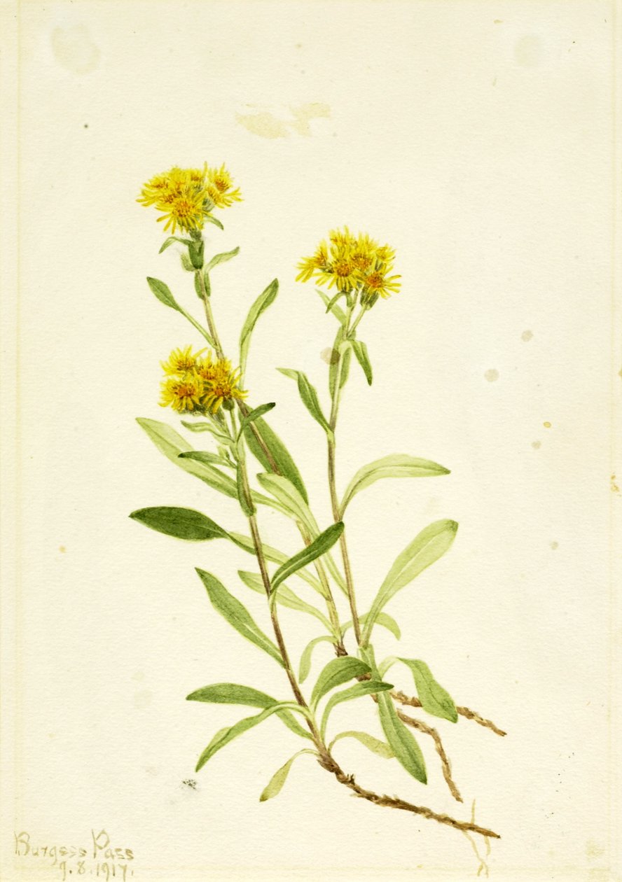  by Mary Vaux Walcott