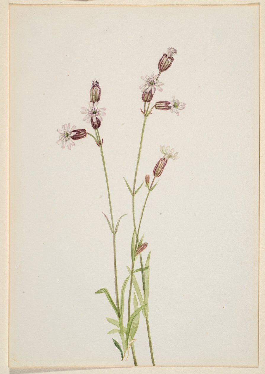  by Mary Vaux Walcott