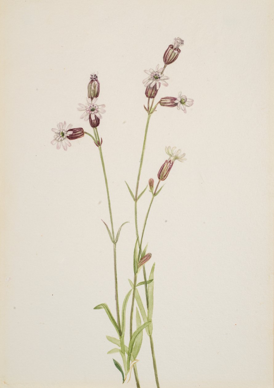 Silene multicaulis, ca. 1900-1920. by Mary Vaux Walcott