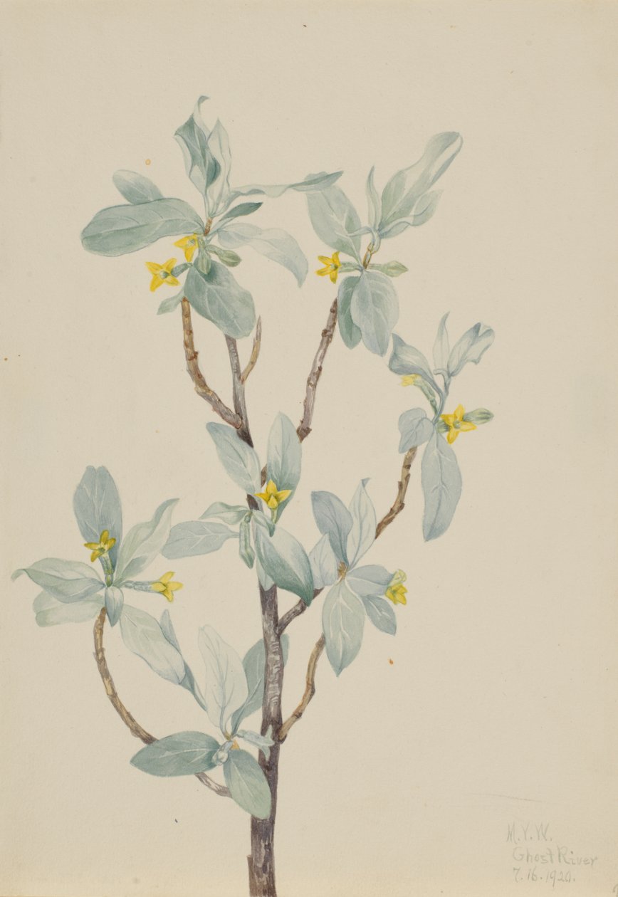 Gümüş üzümü (Elaeagnus commutata) by Mary Vaux Walcott