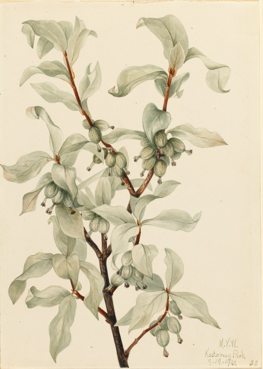 Silverberry Elaeagnus sp., 1922. by Mary Vaux Walcott