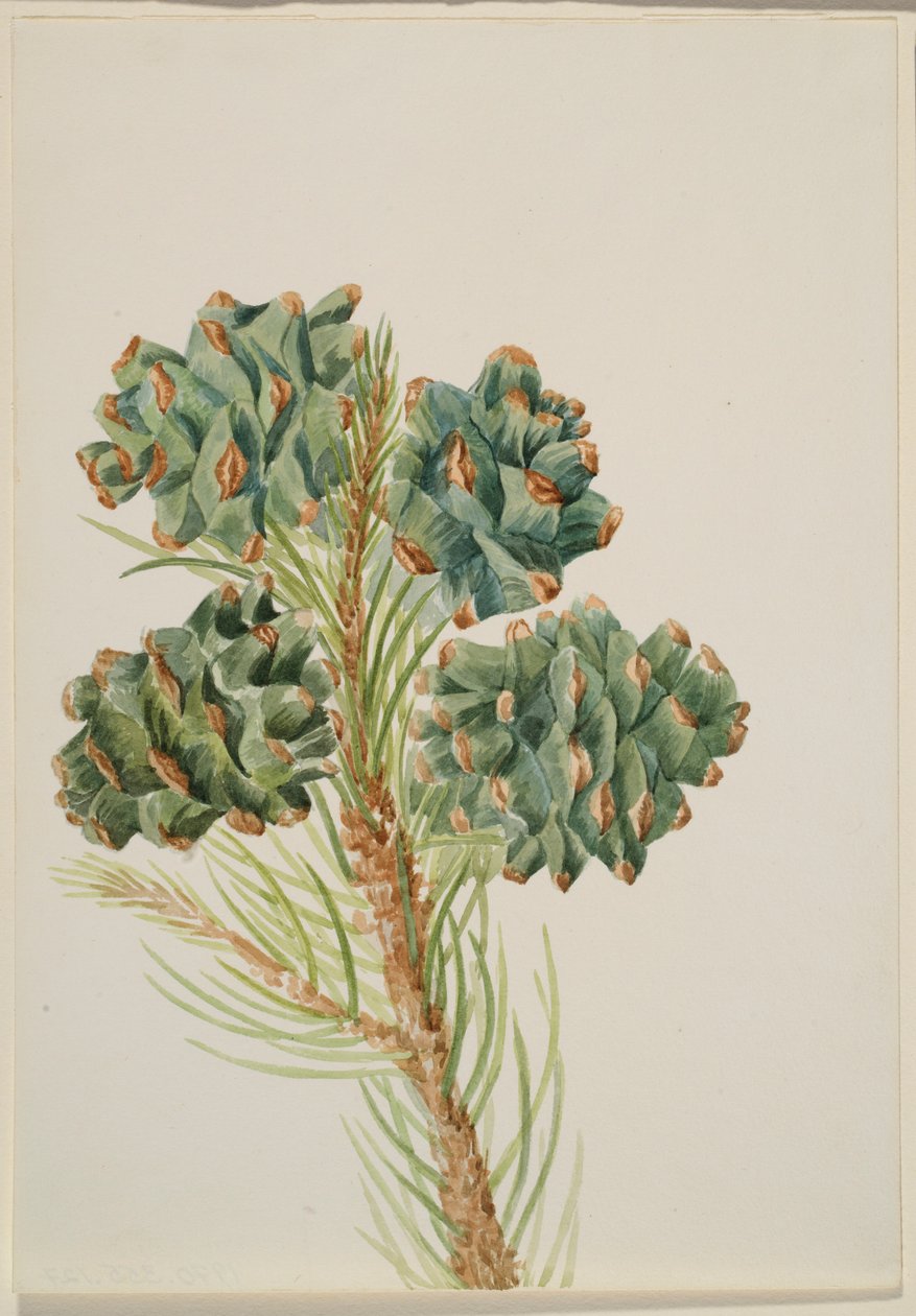 by Mary Vaux Walcott
