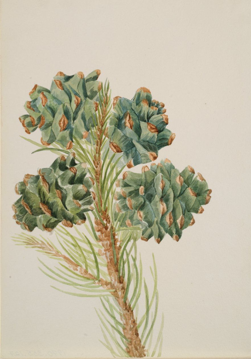 Tek Yapraklı Çam Pinus monophylla, yak. 1930