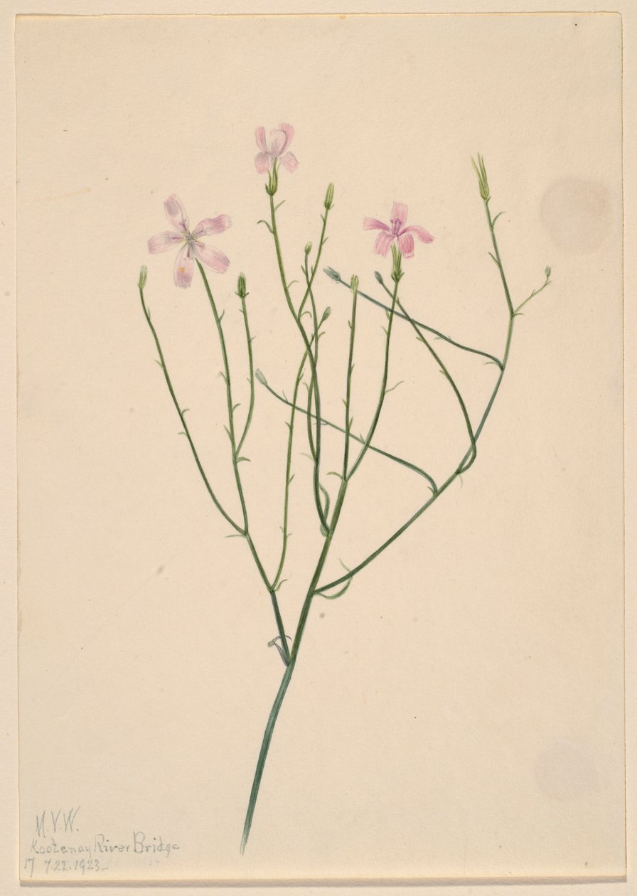  by Mary Vaux Walcott
