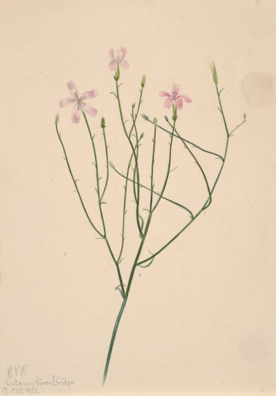 İskelet Çiçeği Lygodesmia juncea, 1923. by Mary Vaux Walcott