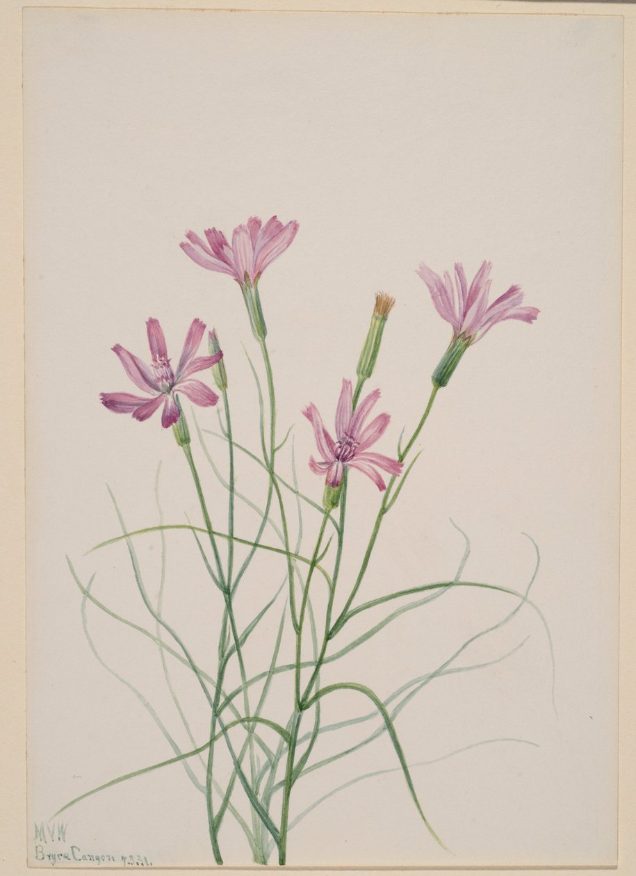  by Mary Vaux Walcott