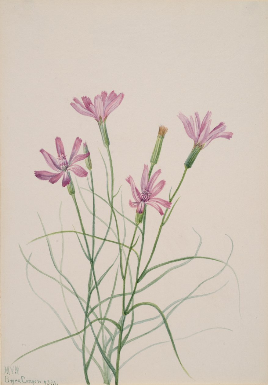 İskelet Otu Lygodesmia grandiflora, 1931. by Mary Vaux Walcott
