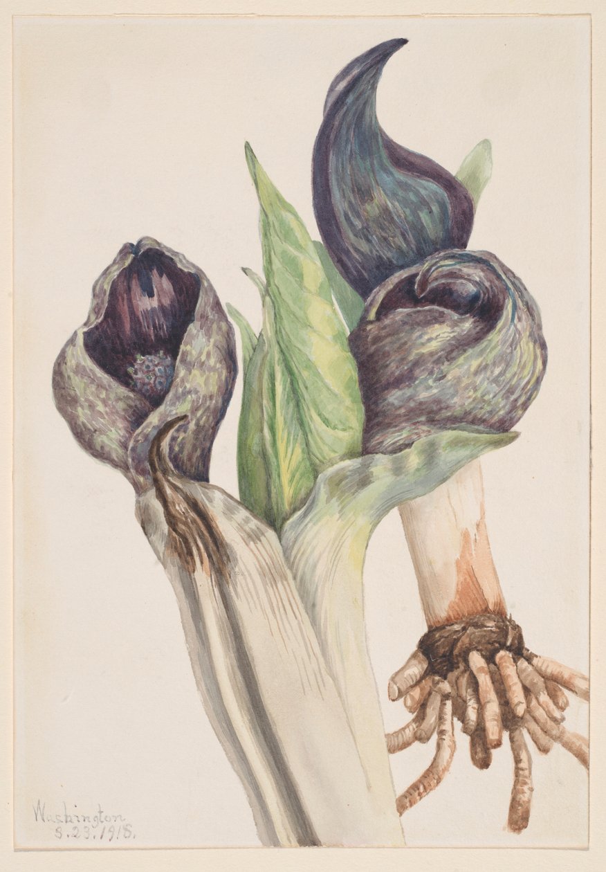  by Mary Vaux Walcott
