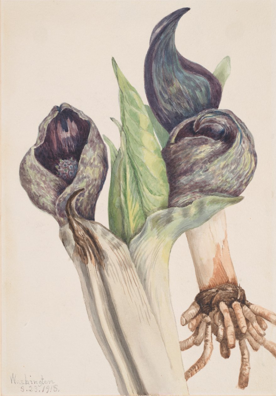 Skunk Lahana Spathyema foetida, 1918. by Mary Vaux Walcott