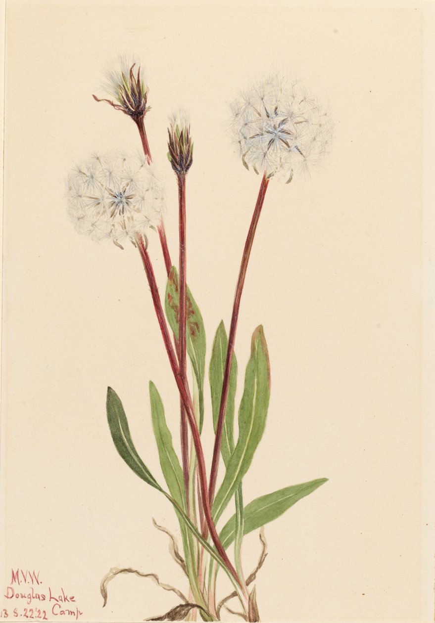  by Mary Vaux Walcott