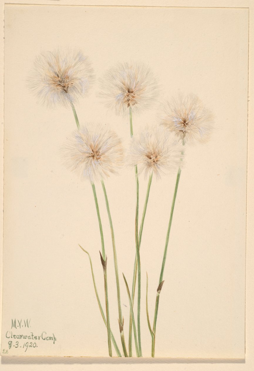 by Mary Vaux Walcott