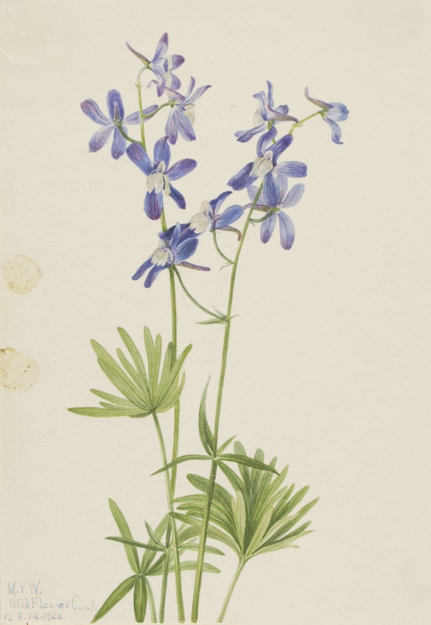  by Mary Vaux Walcott