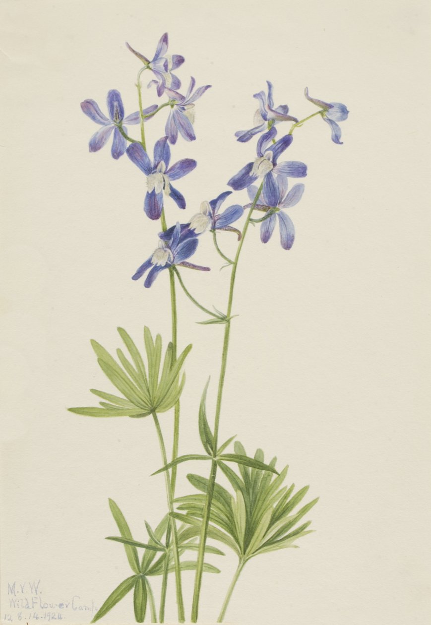 İnce Larkspur Delphinium depauperatum, 1924 by Mary Vaux Walcott