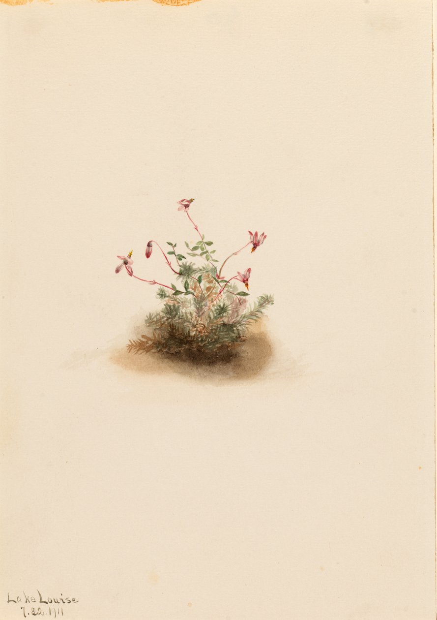 by Mary Vaux Walcott