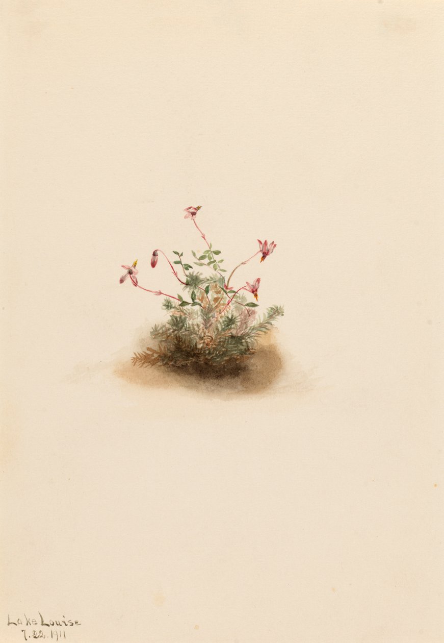 Küçük Kızılcık Oxycoccus palustris, 1911. by Mary Vaux Walcott