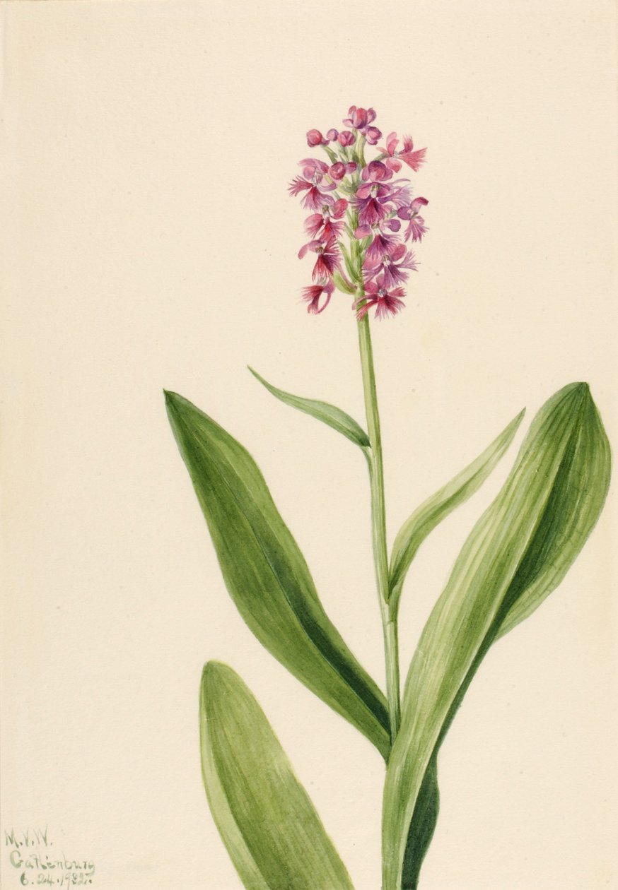 Küçük Mor Fringe Orkide Habenaria psikodları, 1932. by Mary Vaux Walcott