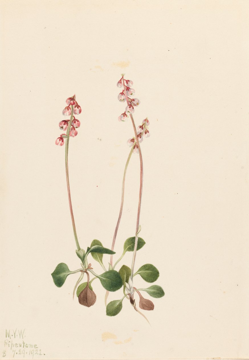 Küçük Pyrola Pyrola minör, 1922. by Mary Vaux Walcott