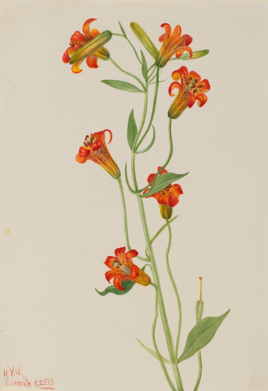  by Mary Vaux Walcott