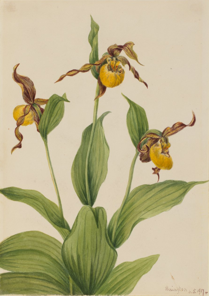 Küçük Sarı Ladyslipper Cypripedium parviflorum, 1917. by Mary Vaux Walcott