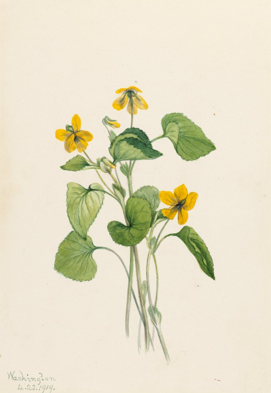 Pürüzsüz Sarı Menekşe Viola eriocarpa, 1919. by Mary Vaux Walcott