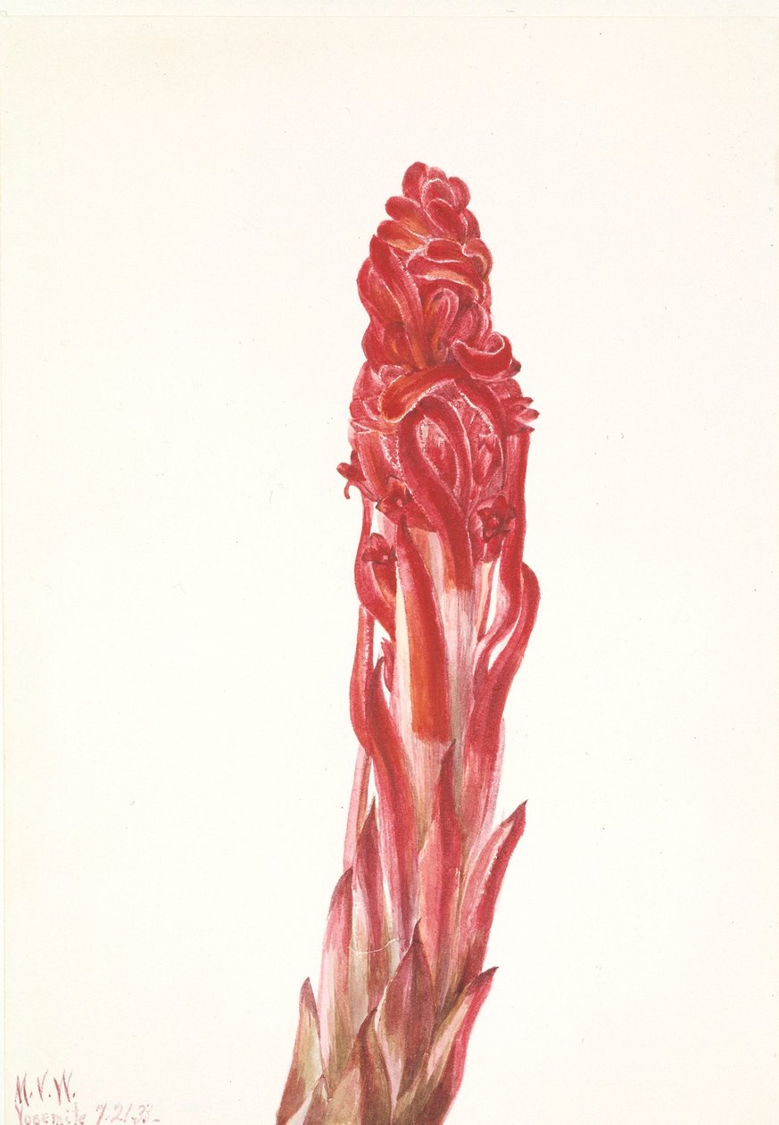  by Mary Vaux Walcott
