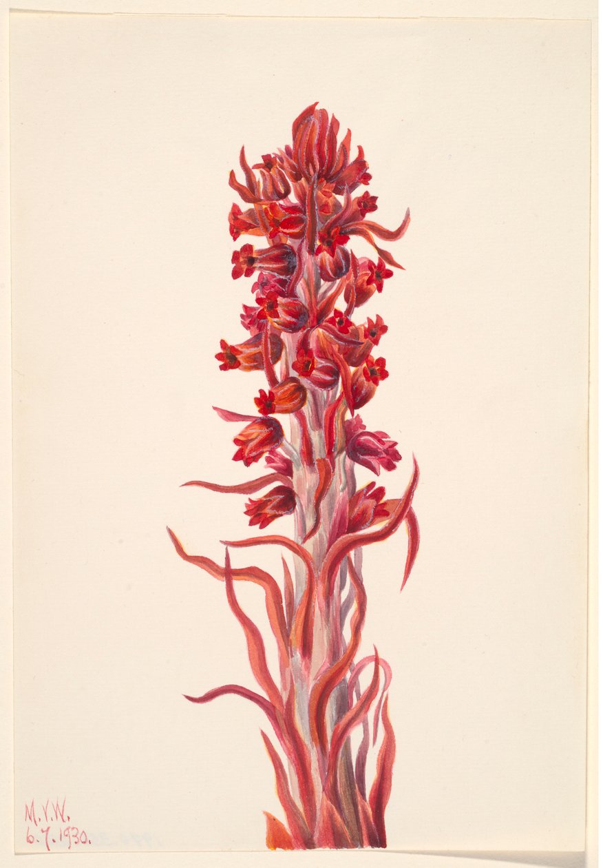  by Mary Vaux Walcott